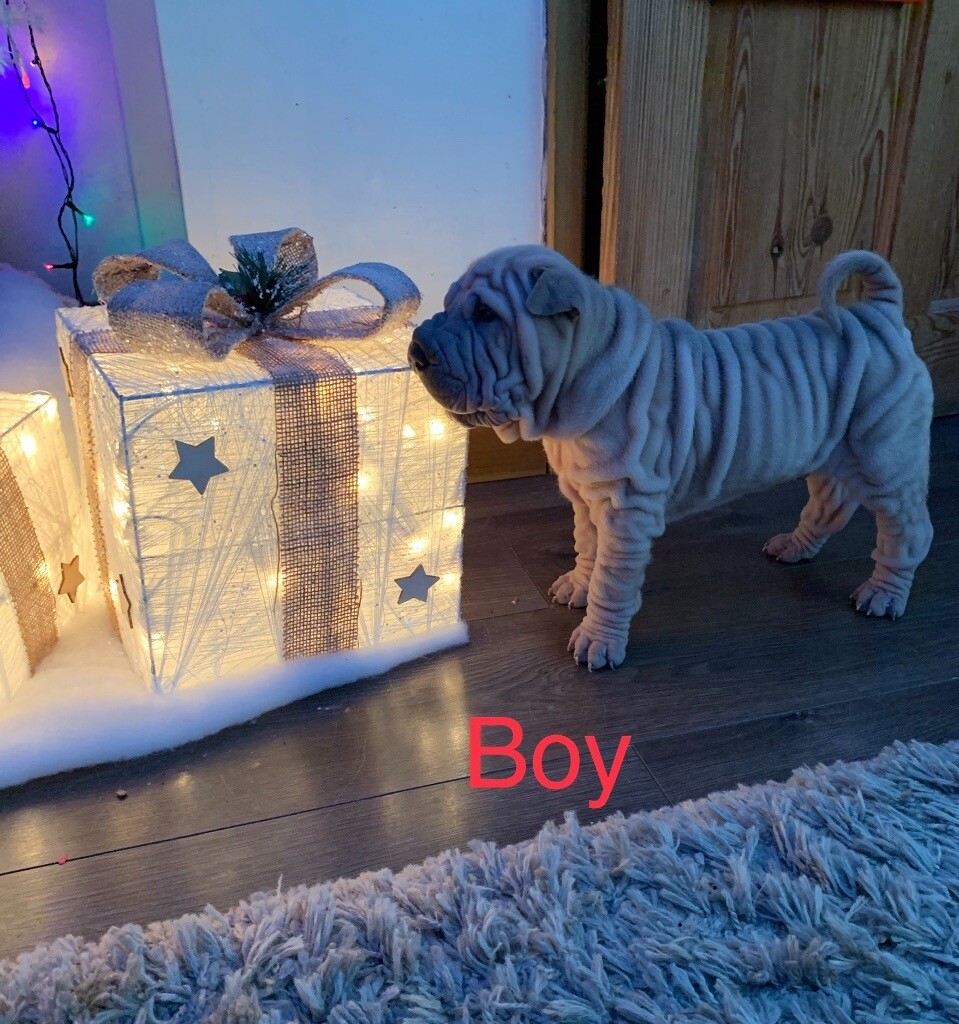 shar pei gumtree